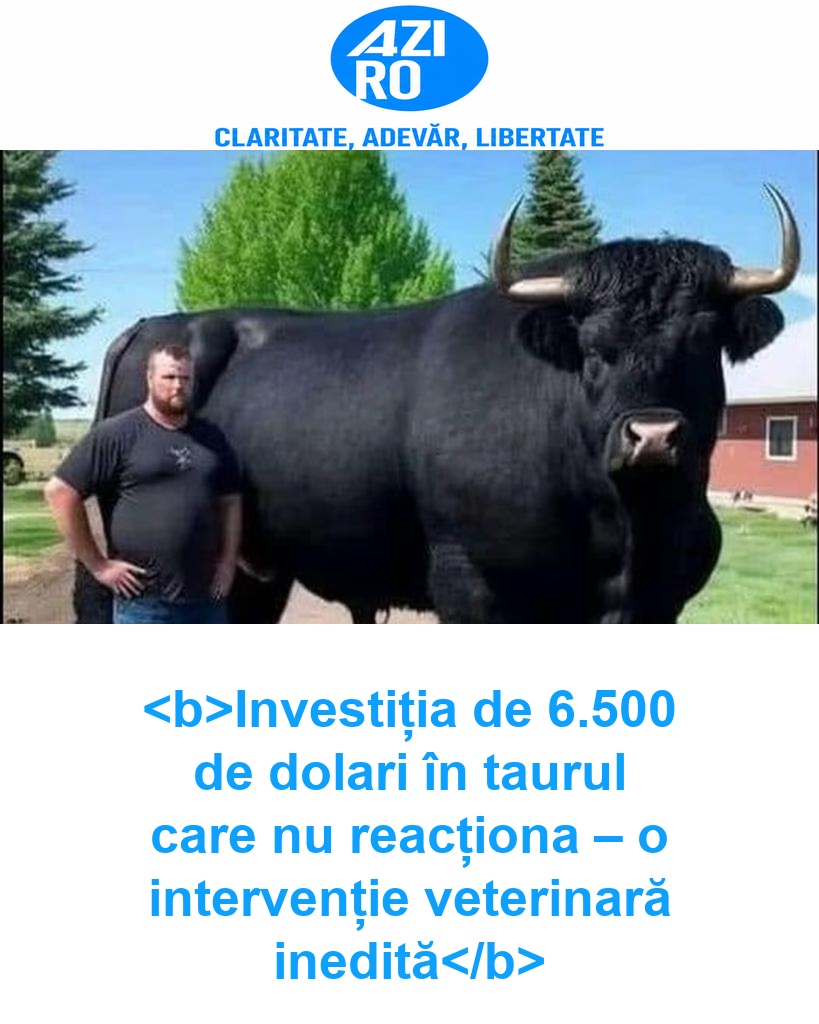 <b>Investiția de 6.500 de dolari în taurul care nu reacționa – o intervenție veterinară inedită</b>