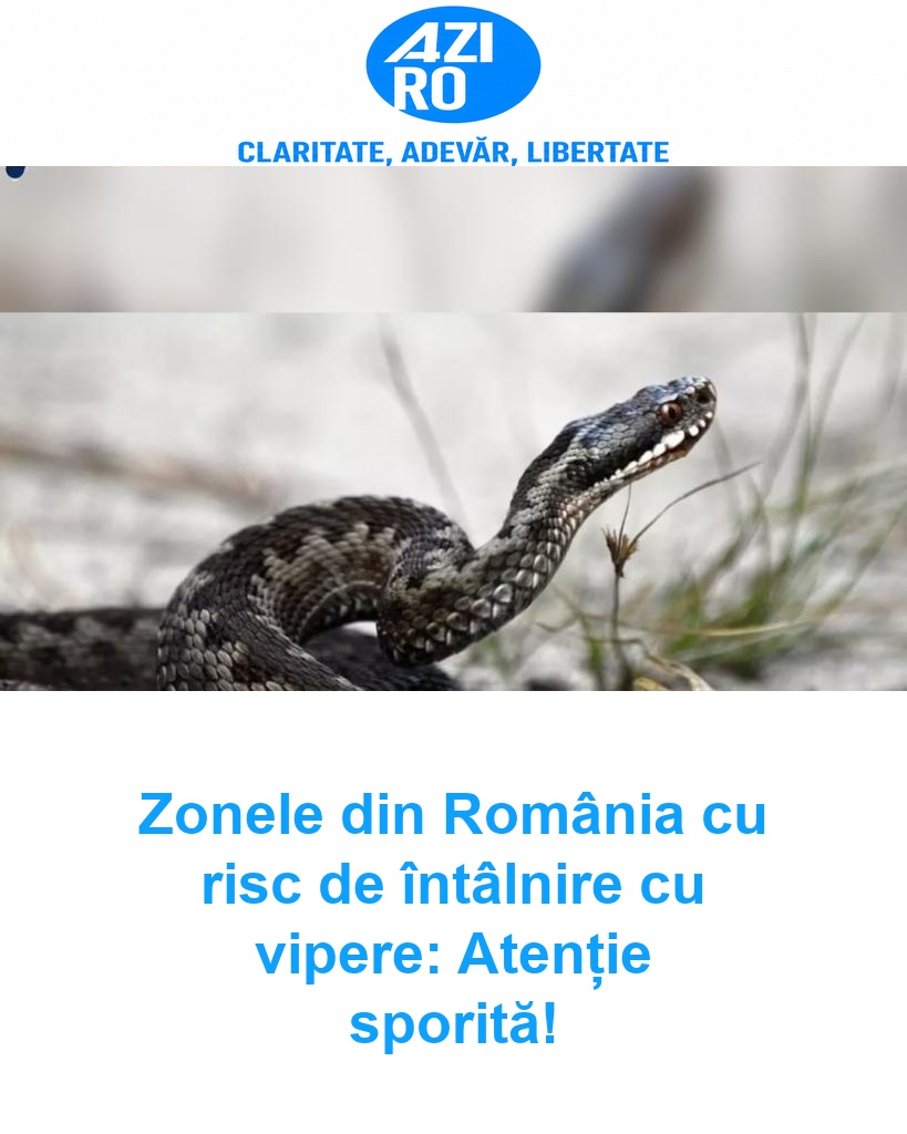 Zonele din România cu risc de întâlnire cu vipere: Atenție sporită!