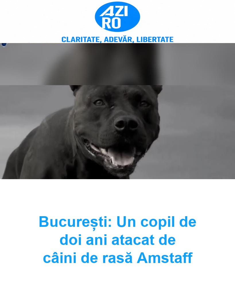 București: Un copil de doi ani atacat de câini de rasă Amstaff