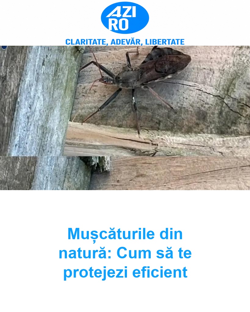 Mușcăturile din natură: Cum să te protejezi eficient