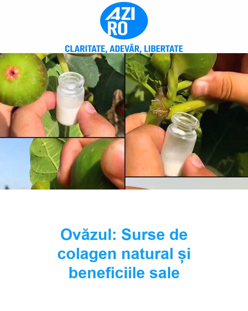 Ovăzul: Surse de colagen natural și beneficiile sale