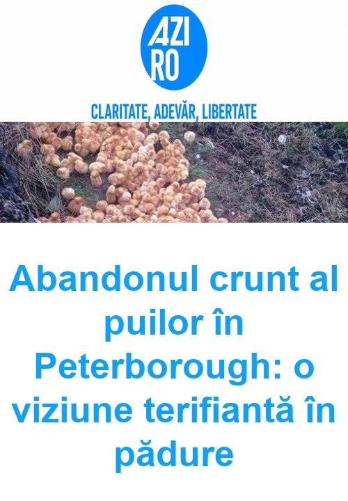 Abandonul crunt al puilor în Peterborough: o viziune terifiantă în pădure